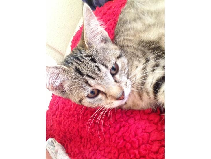 {{currentPhoto.altText}} billede {{currentPhoto.number}}