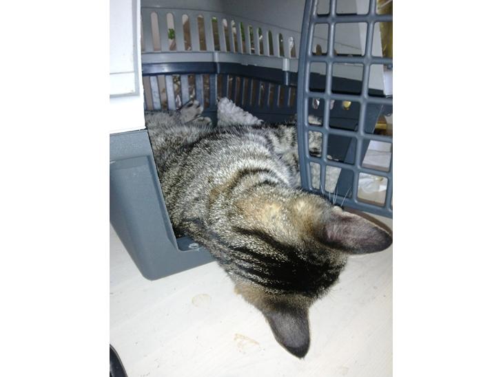 {{currentPhoto.altText}} billede {{currentPhoto.number}}