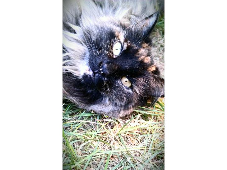 {{currentPhoto.altText}} billede {{currentPhoto.number}}