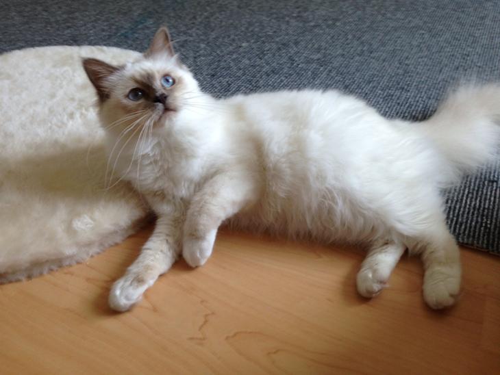 {{currentPhoto.altText}} billede {{currentPhoto.number}}