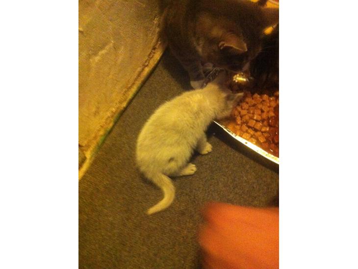 Huskat Oliver billede 1