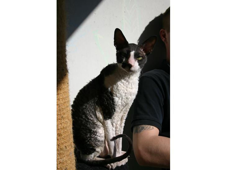 Cornish Rex Adolf (Dk Løveid's Pharao sails to Orion) billede 1