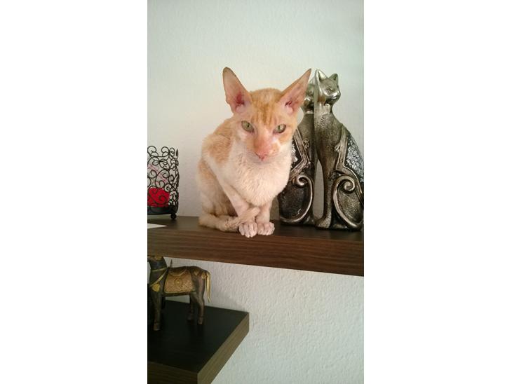 Cornish Rex Lauritz (Dk Løveid's Once upon a Troubadour) billede 1