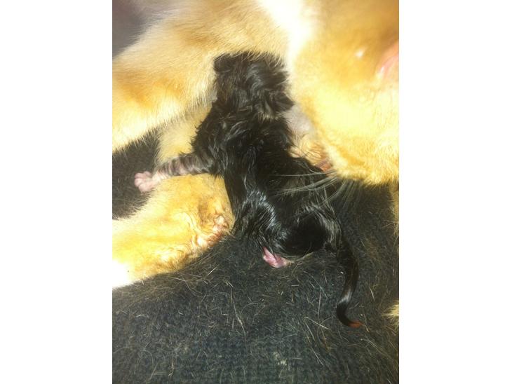 Huskat Perle billede 1