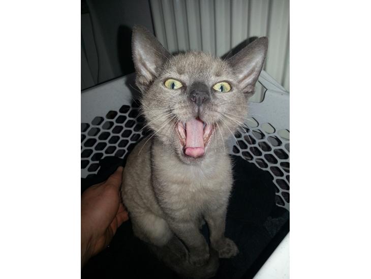 {{currentPhoto.altText}} billede {{currentPhoto.number}}