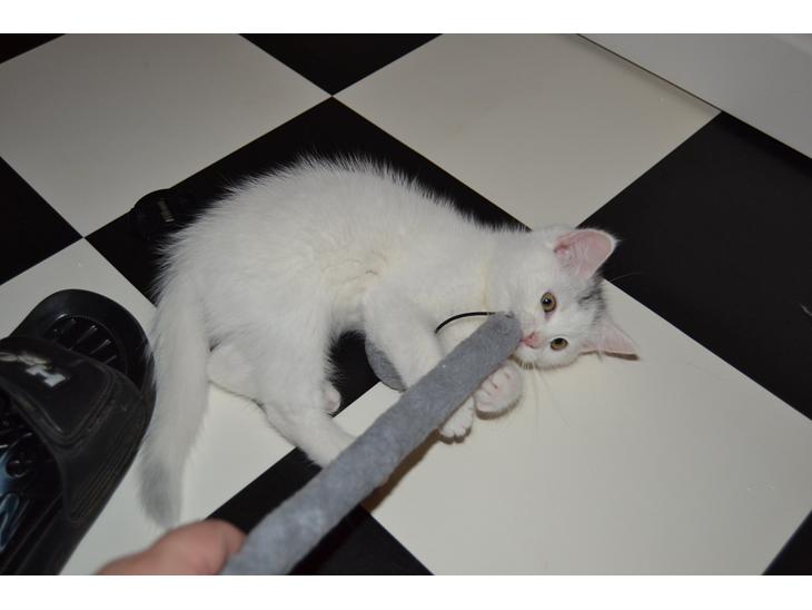 {{currentPhoto.altText}} billede {{currentPhoto.number}}