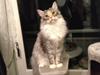 Maine Coon Nikita