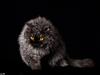 Selkirk Rex  RW SGC, PCH Lykken Peer Gynt of Tzari 