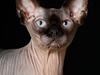 Sphynx Mr. Hyde