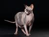 Sphynx Lara Croft