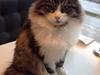 Sibirisk Kat Deirs Hawkeye, Tarzan