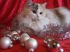 Ragdoll S* Gunbertus Lily [Tidl. kat]