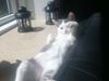 Huskat Niels