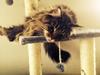 Maine Coon Bella 