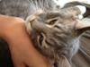 Maine Coon Melissa