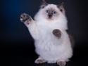 Ragdoll DK Vandoll Quality Queenie