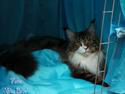 Maine Coon DK Thomnille's Samvis