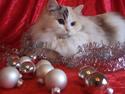 Ragdoll S* Gunbertus Lily