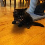 Blanding af racer Gobo.