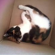 Blanding af racer Panther