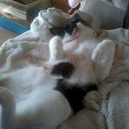 Blanding af racer Panther