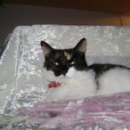 Blanding af racer Panther