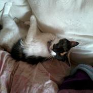 Blanding af racer Panther