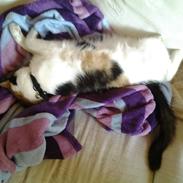 Blanding af racer Panther