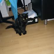 Blanding af racer Latte 