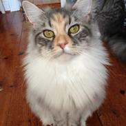 Maine Coon Nikita