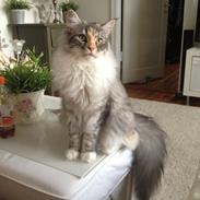 Maine Coon Nikita