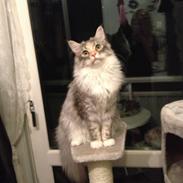 Maine Coon Nikita