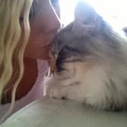 Maine Coon Nikita