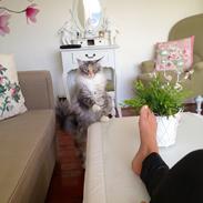 Maine Coon Nikita