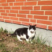 Huskat Bølle ( død) 