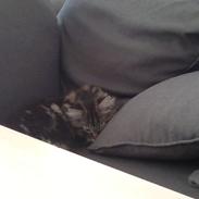 Blanding af racer Gobo.