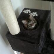 Blanding af racer Gobo.