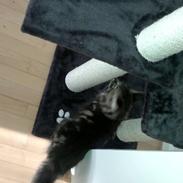 Blanding af racer Gobo.