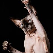 Sphynx Mr. Hyde