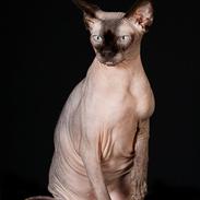 Sphynx Mr. Hyde