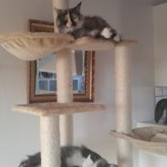 Maine Coon Aia