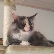 Maine Coon Aia