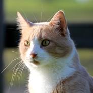 Huskat Oluf Lygtemand