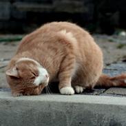 Huskat Oluf Lygtemand