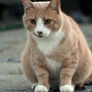 Huskat Oluf Lygtemand