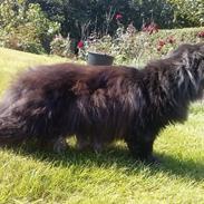 Perser Bøf (DK Persiopeia Nanno)