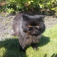 Perser Bøf (DK Persiopeia Nanno)