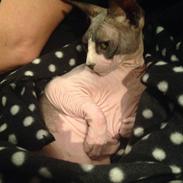 Sphynx Binkie