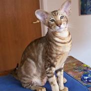 Orientaler Milo (Lestat catmania)