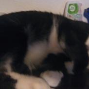 Huskat Bamse